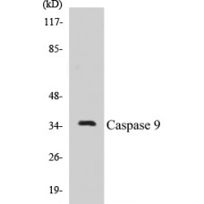 Caspase 9 Colorimetric Cell-Based ELISA Kit