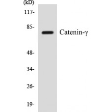 Catenin-gamma Colorimetric Cell-Based ELISA Kit