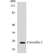 Caveolin-1 Colorimetric Cell-Based ELISA Kit