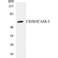 CD50/ICAM-3 Colorimetric Cell-Based ELISA Kit