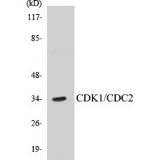 CDK1/CDC2 Colorimetric Cell-Based ELISA Kit