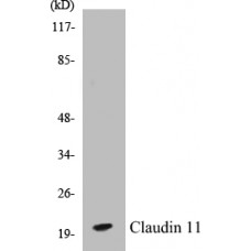 Claudin 11 Colorimetric Cell-Based ELISA Kit