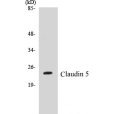 Claudin 5 Colorimetric Cell-Based ELISA Kit