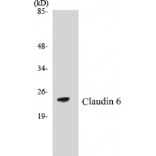 Claudin 6 Colorimetric Cell-Based ELISA Kit