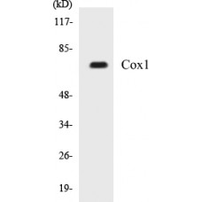 Cox1 Colorimetric Cell-Based ELISA Kit