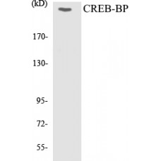 CREB-BP Colorimetric Cell-Based ELISA Kit