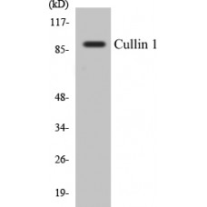 Cullin 1 Colorimetric Cell-Based ELISA Kit