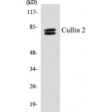 Cullin 2 Colorimetric Cell-Based ELISA Kit