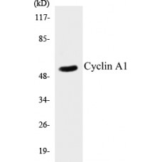 Cyclin A1 Colorimetric Cell-Based ELISA Kit