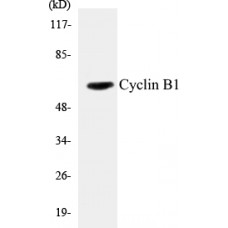 Cyclin B1 Colorimetric Cell-Based ELISA Kit