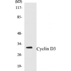 Cyclin D3 Colorimetric Cell-Based ELISA Kit