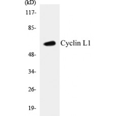Cyclin L1 Colorimetric Cell-Based ELISA Kit