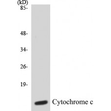 Cytochrome c Colorimetric Cell-Based ELISA Kit