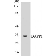 DAPP1 Colorimetric Cell-Based ELISA Kit
