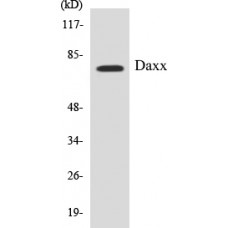 Daxx Colorimetric Cell-Based ELISA Kit