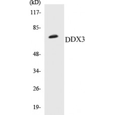 DDX3 Colorimetric Cell-Based ELISA Kit