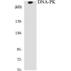 DNA-PK Colorimetric Cell-Based ELISA Kit