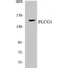 PLCG1 Colorimetric Cell-Based ELISA Kit