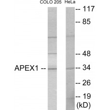 APEX1 Colorimetric Cell-Based ELISA