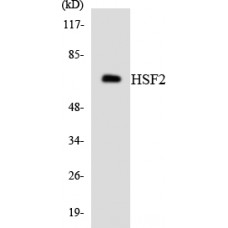 HSF2 Colorimetric Cell-Based ELISA