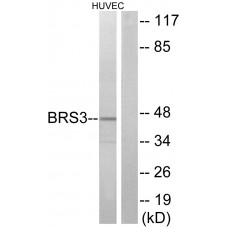BRS3 Antibody