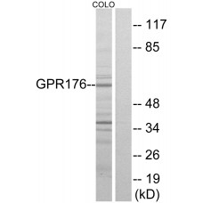 GPR176 Antibody