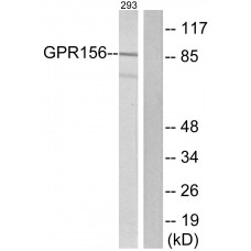 GPR156 Antibody