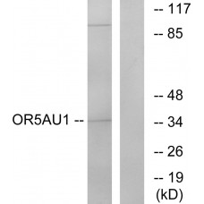 OR5AU1 Antibody