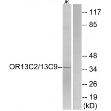 OR13C2/13C9 Antibody