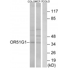 OR51G1 Antibody