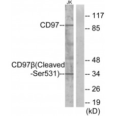 CD97 beta (Cleaved-Ser531) Antibody