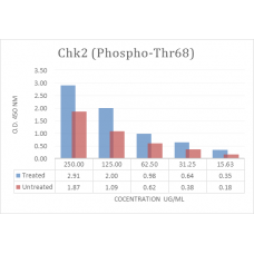 Chk2 (Phospho-Thr68) Phospho Sandwich ELISA Kit