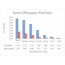 Ezrin (Phospho-Thr566) Phospho Sandwich ELISA Kit