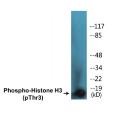 Histone H3 (Phospho-Thr3) Colorimetric Cell-Based ELISA Kit