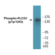 PLCG1 (Phospho-Tyr1253) Colorimetric Cell-Based ELISA Kit