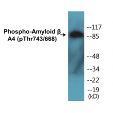Amyloid beta A4 (Phospho-Thr743/668) Colorimetric Cell-Based ELISA Kit