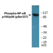 NF-kappaB p105/p50 (Phospho-Ser337) Colorimetric Cell-Based ELISA Kit