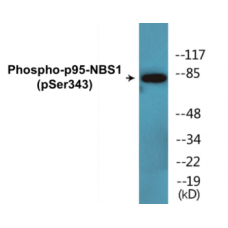 p95-NBS1 (Phospho-Ser343) Colorimetric Cell-Based ELISA Kit