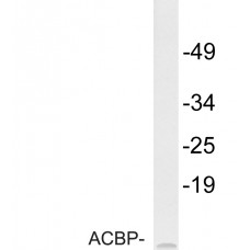 ACBP Antibody
