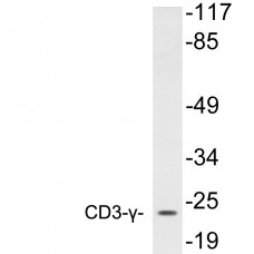 CD3-gamma Antibody