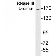 RNase III Drosha Antibody