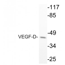 VEGF-D Antibody