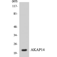 AKAP14 Antibody