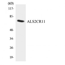 ALS2CR11 Antibody