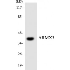 ARMX3 Antibody