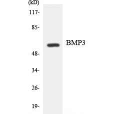 BMP3 Antibody
