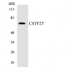CSTF2T Antibody