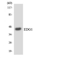 EDG1 Antibody