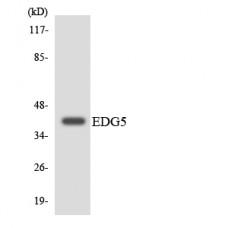 EDG5 Antibody