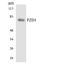FZD1 Antibody